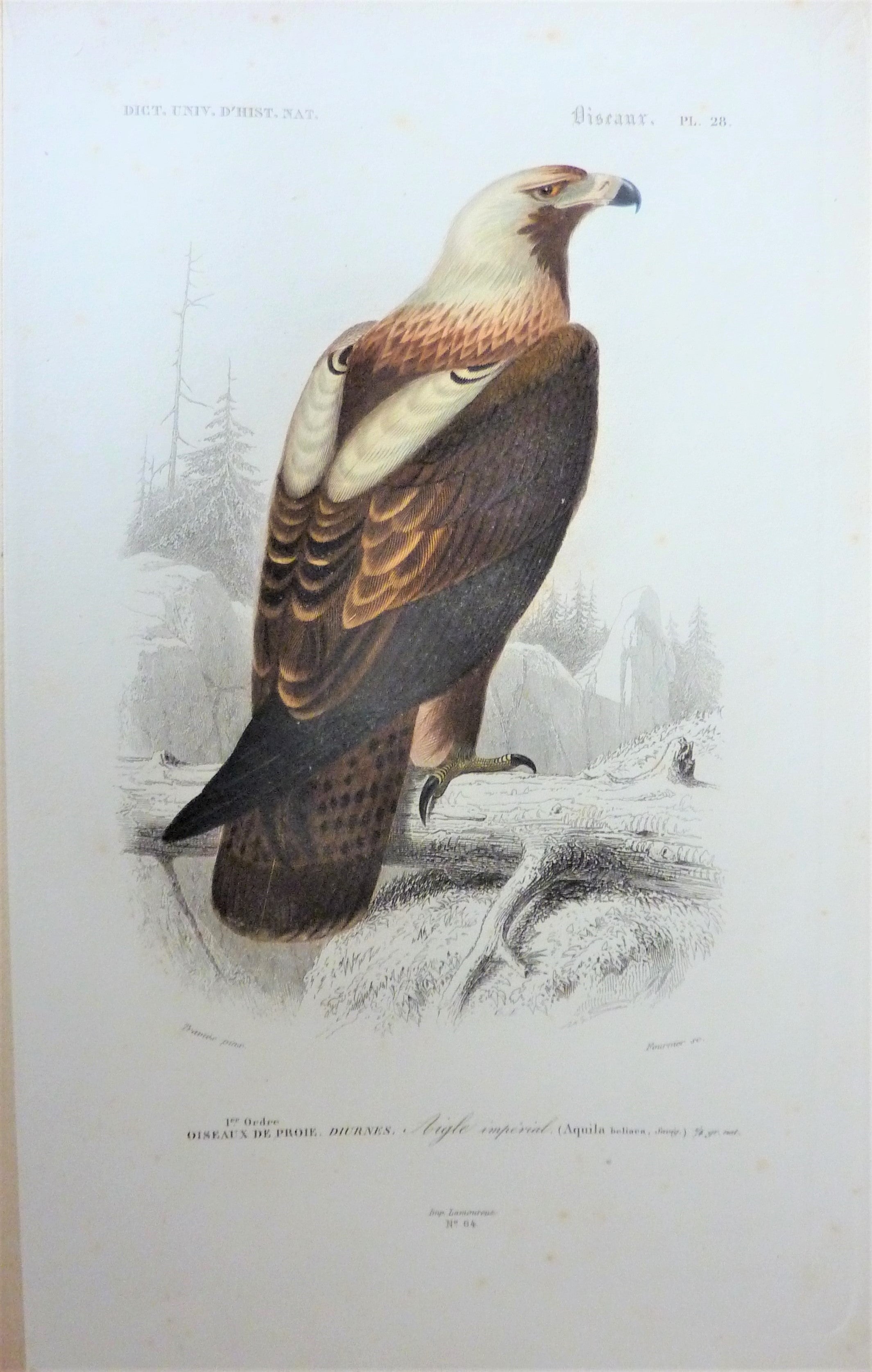 Oiseaux  Aigle impérial planche N° 28