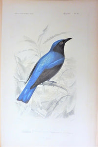 Oiseaux  Drongo Azuré planche N° 20