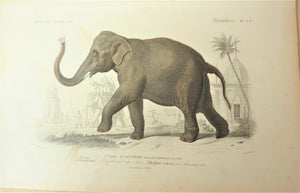 Planche N° 9 b  Eléphant Des Indes.