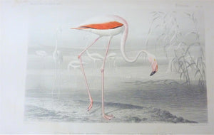 Oiseaux Flammant Rose planche N° 59