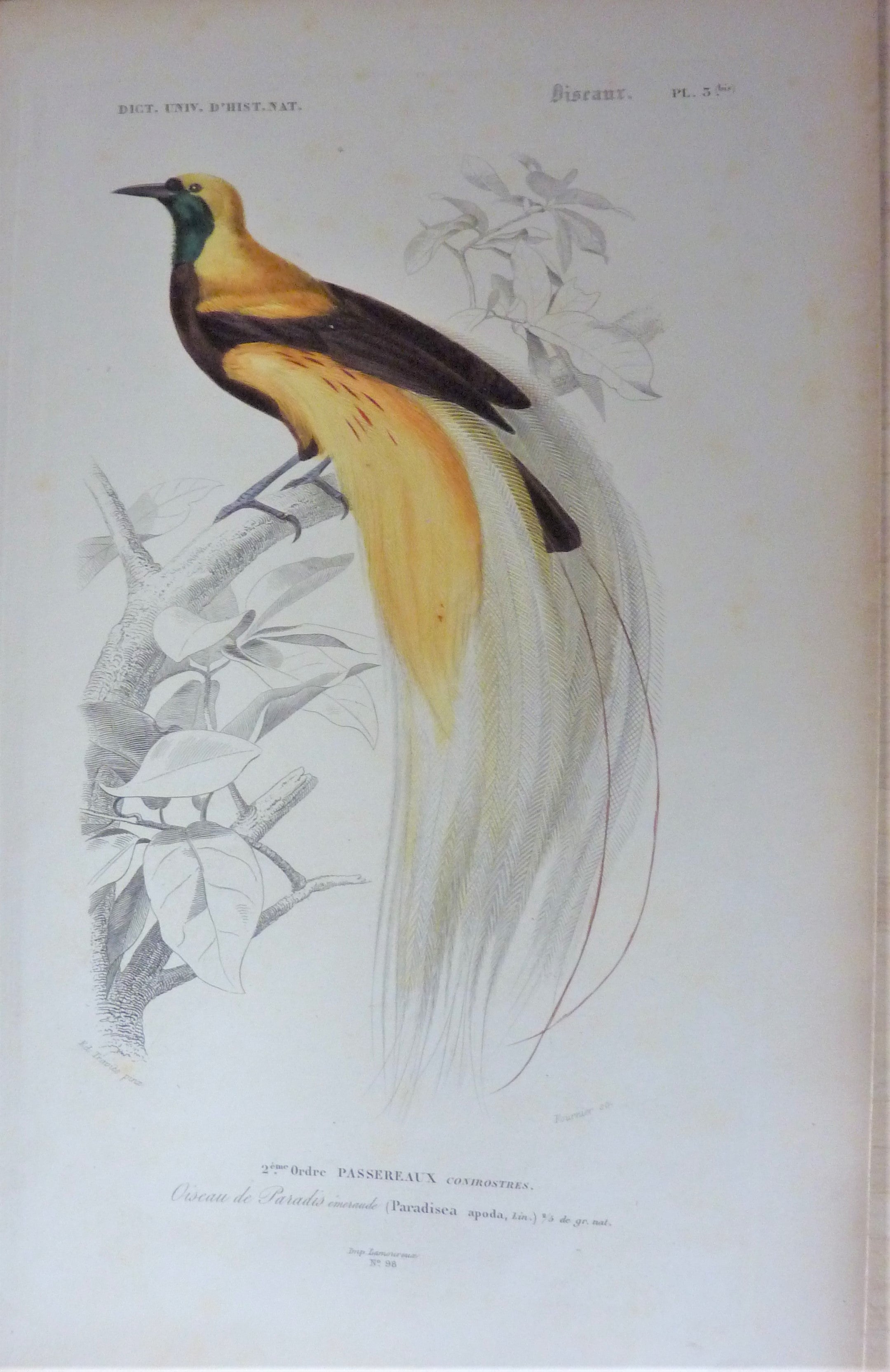 Oiseaux Oiseau Du Paradis  planche N° 3 Bis