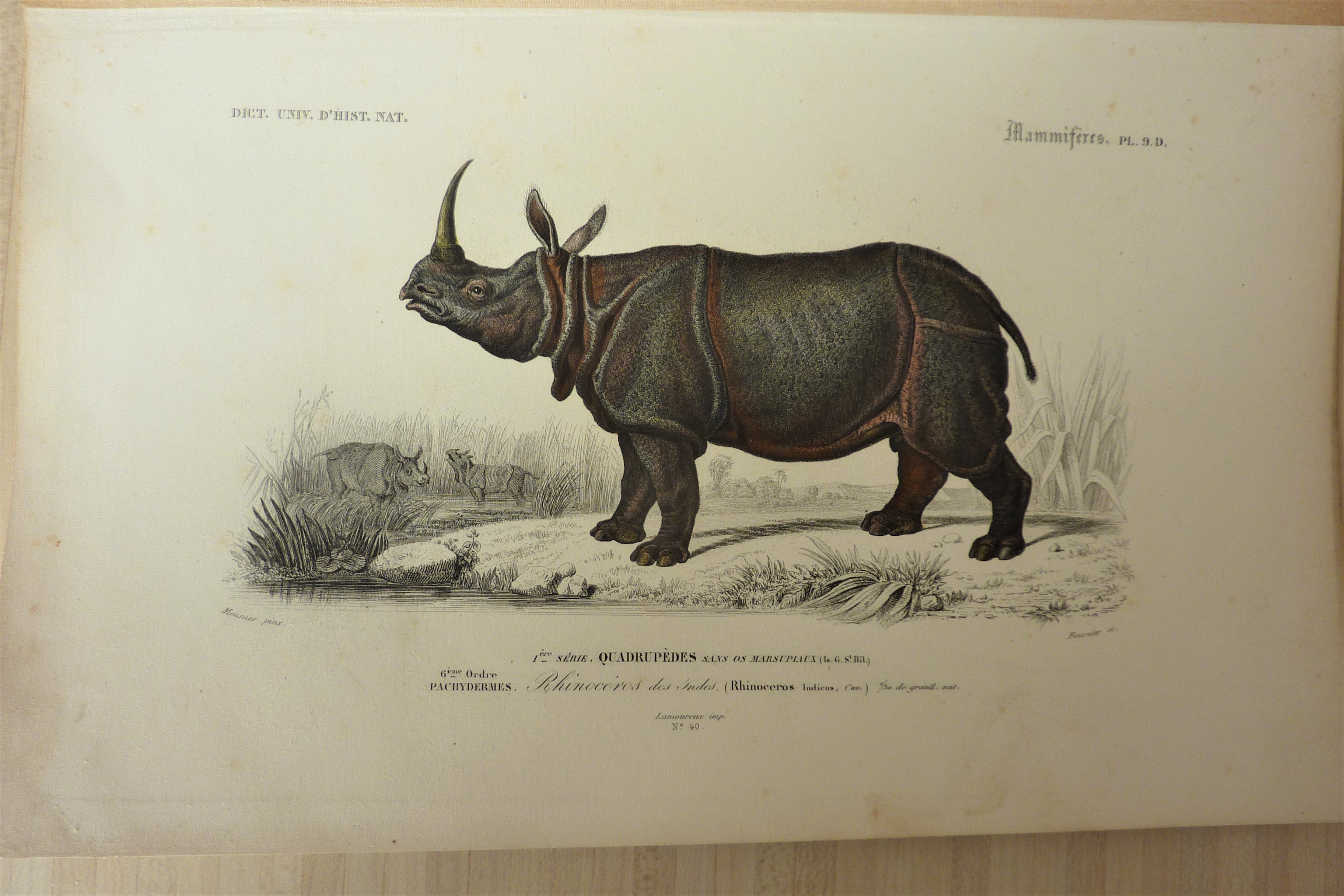 Rhinocéros des Indes Planche N° 9 D