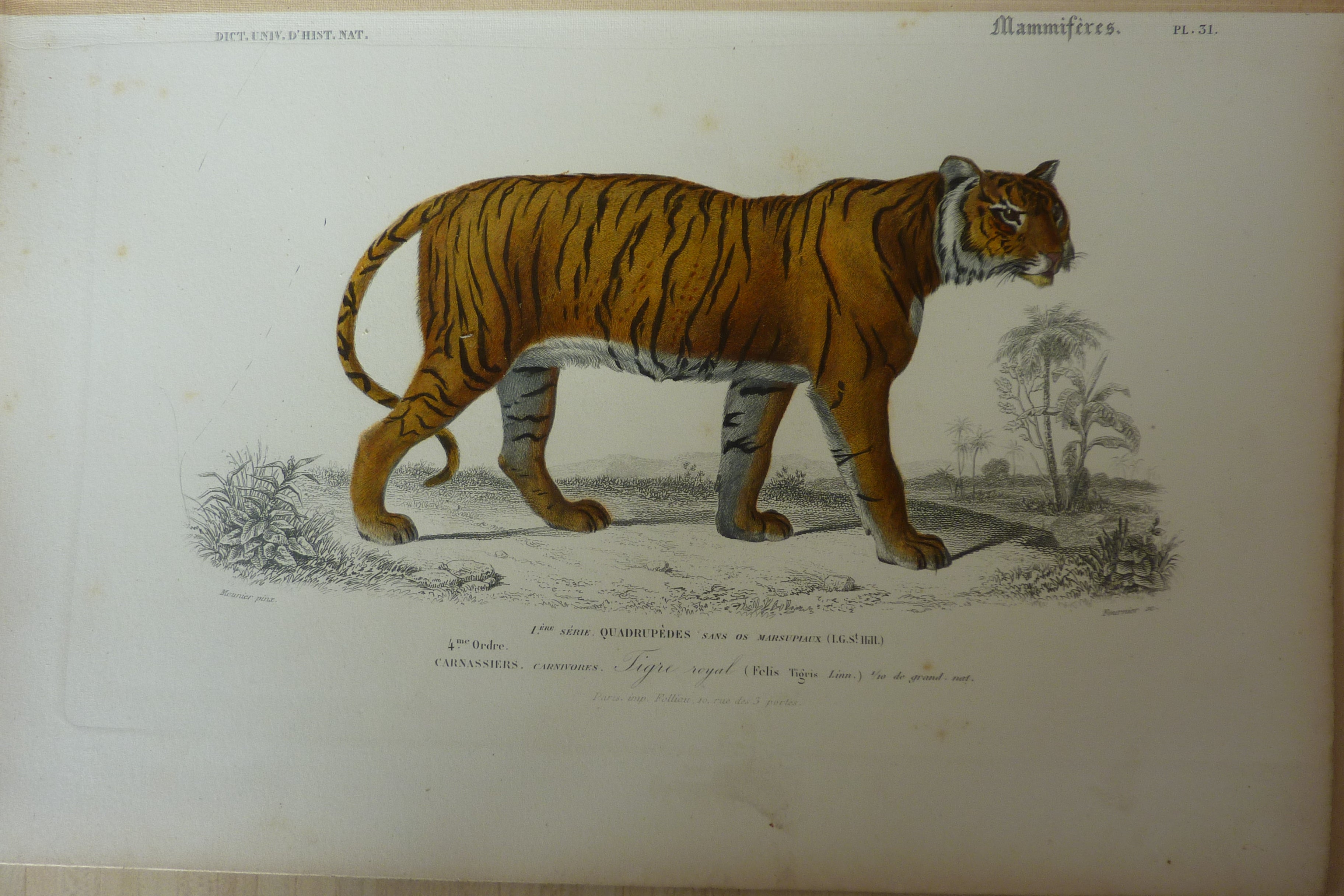 Tigre royal Pl N° 31