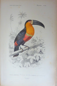 Oiseaux Toucan du Para  planche N° 14