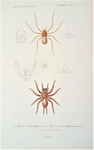 Arachnides et Myriapodes Planche N° 1