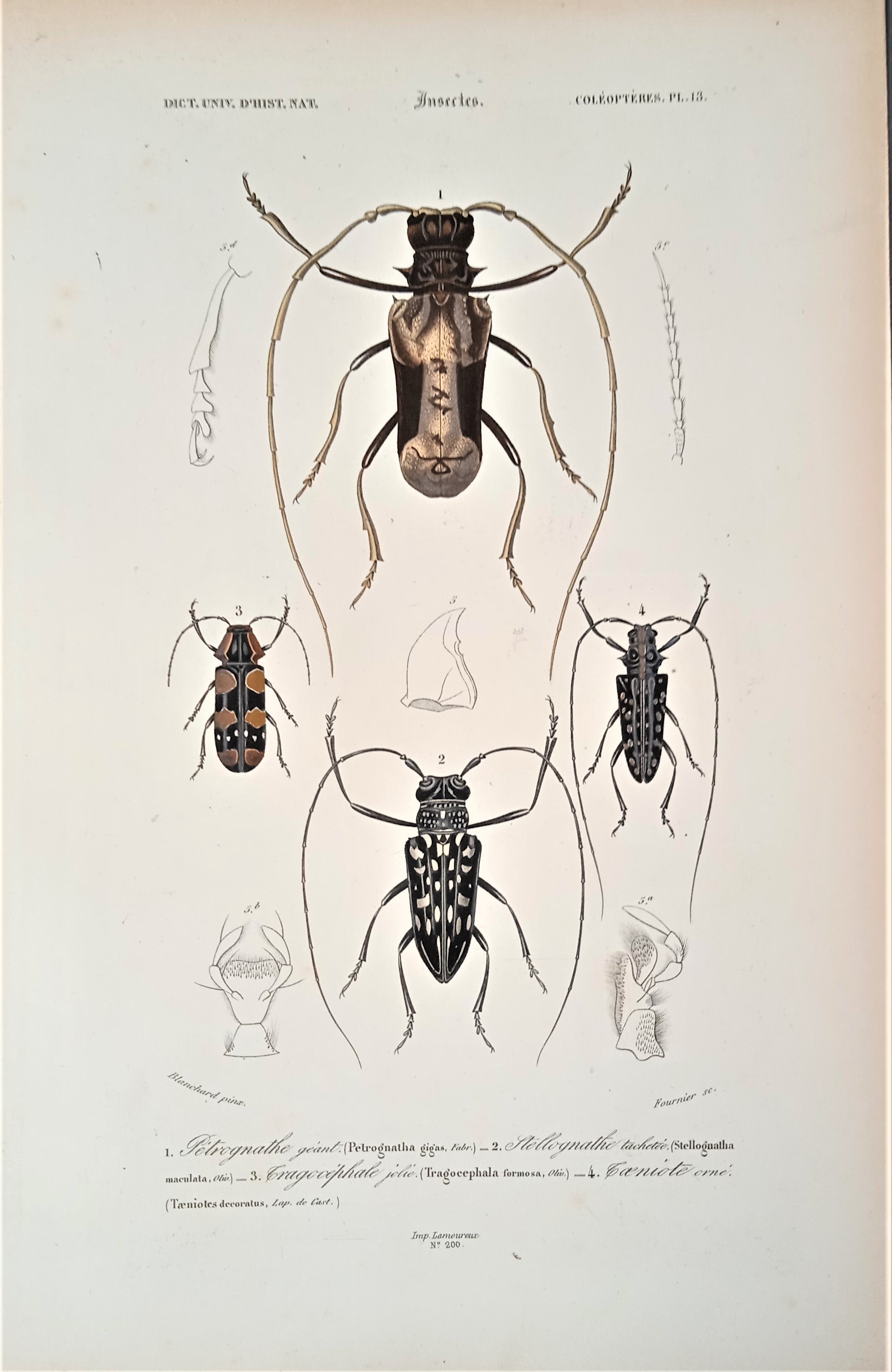 Coléoptères Planche N°  13