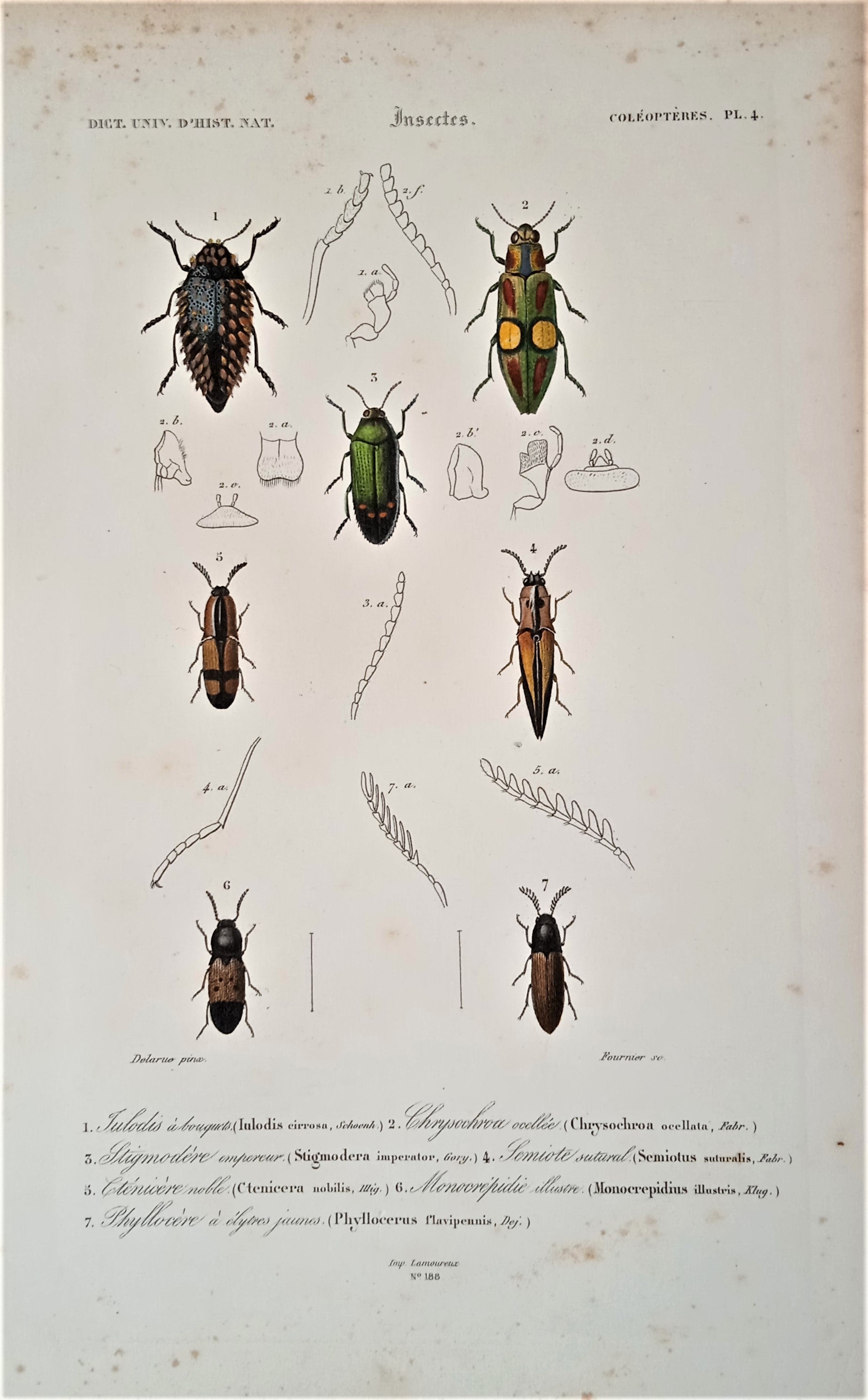 Coléoptères Planche N° 4