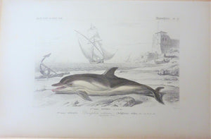 Dauphin Ordinaire  Planche N° 22