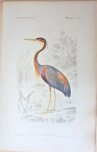 Oiseaux Heron Pourpré  planche N° 15