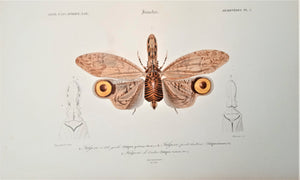Insectes Hémiptères Planche N° 2