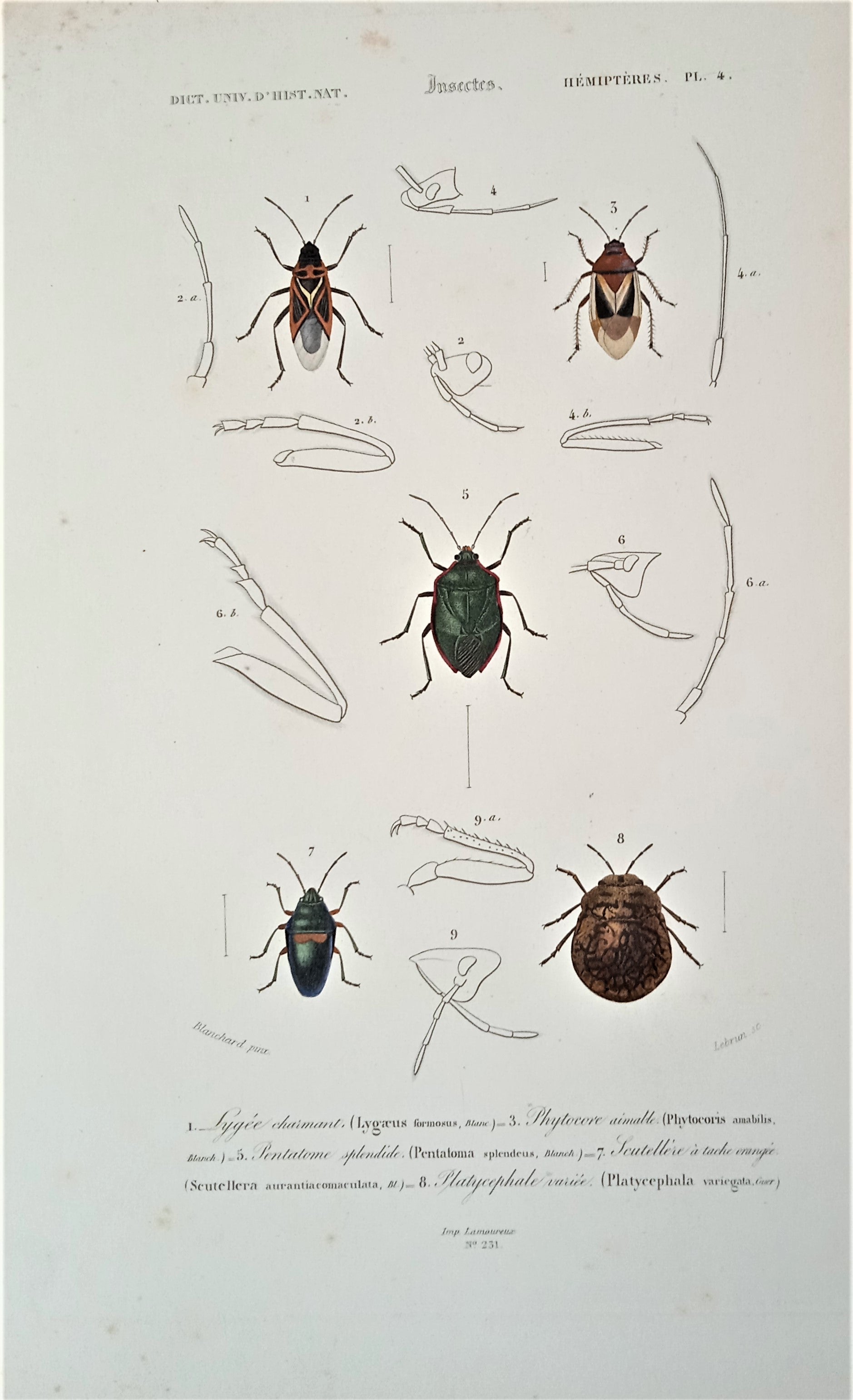 Insectes Hémiptères Planche N° 4 b