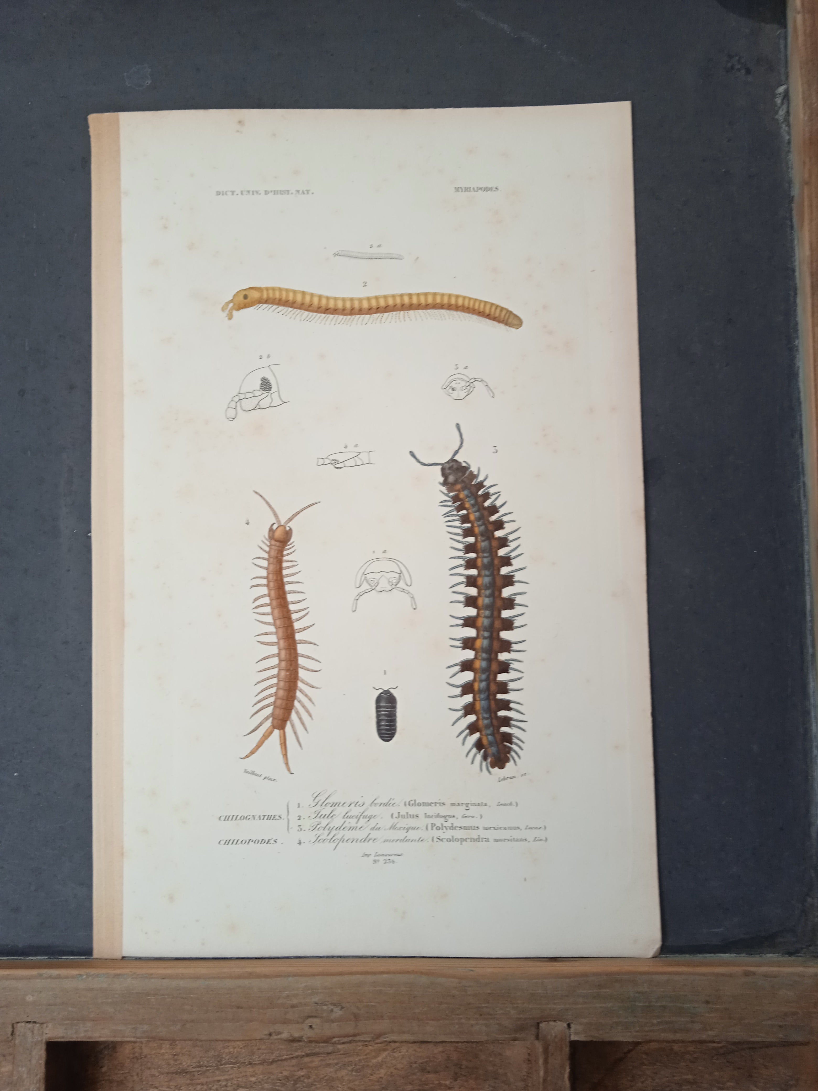 Arachnides et Myriapodes Planche N° 234