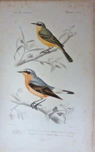 Oiseaux Bergeronnette printanière  2) Traquet Motteux  planche N° 42