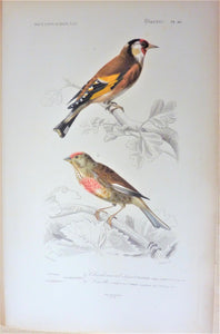 Oiseaux 1) Chardonneret Elégant  2) Linotte Vulgaire planche N° 46