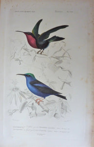 Oiseaux  1) Colibri Grenat  2) Guit-Guit bleu  planche N°3 E