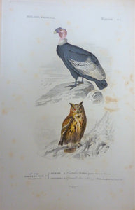 Oiseaux 1) Condor  2) Grand Duc d ' Europe  planche N° 1