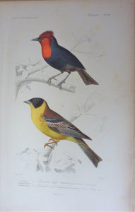 Oiseaux  1) Tisserin Huppé  2) Bruant Orocote planche N° 44