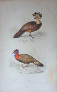 Oiseaux  1) Hocco Roux  2) Tragopan de Hastings  planche N°7