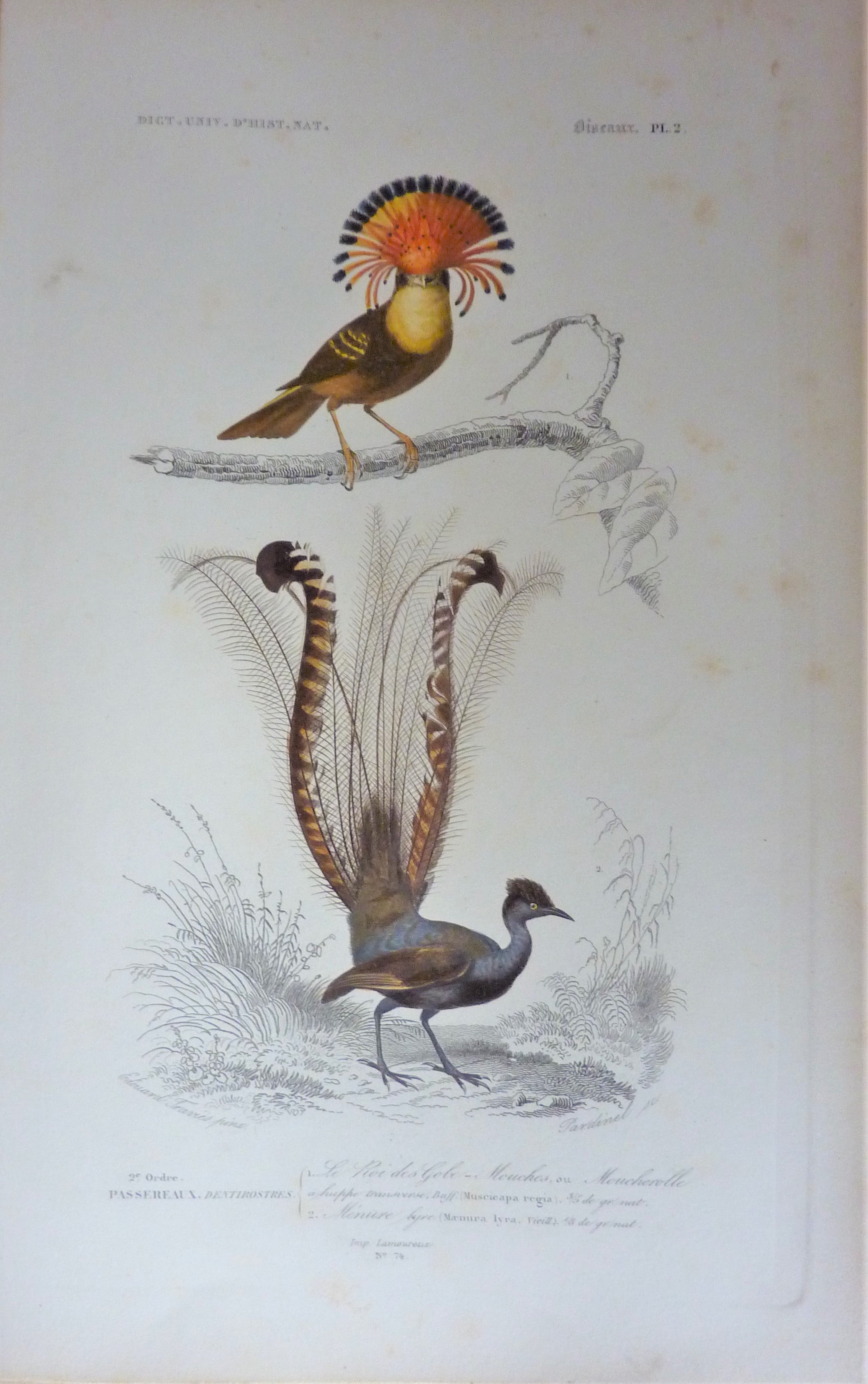 Oiseaux 1) Roi des Globe-mouches 2) Ménure Lyre planche N° 2