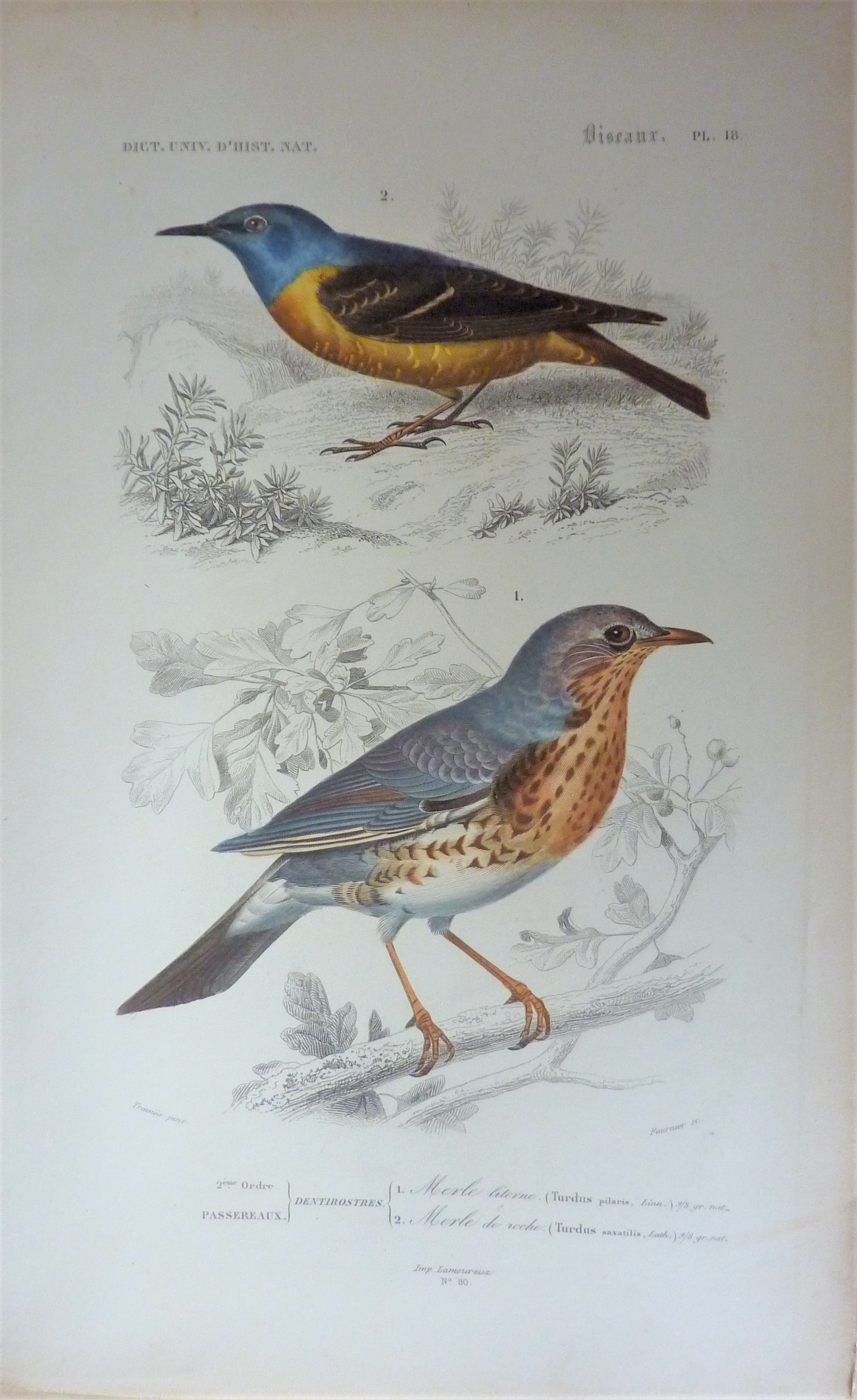 Oiseaux 1) Merle Litorne  2) Merle de  roche  planche N° 18