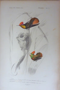 Oiseaux 1) Oiseau mouche rubis topaze  2) Oiseau  mouche Uppe-col  planche N°3 C