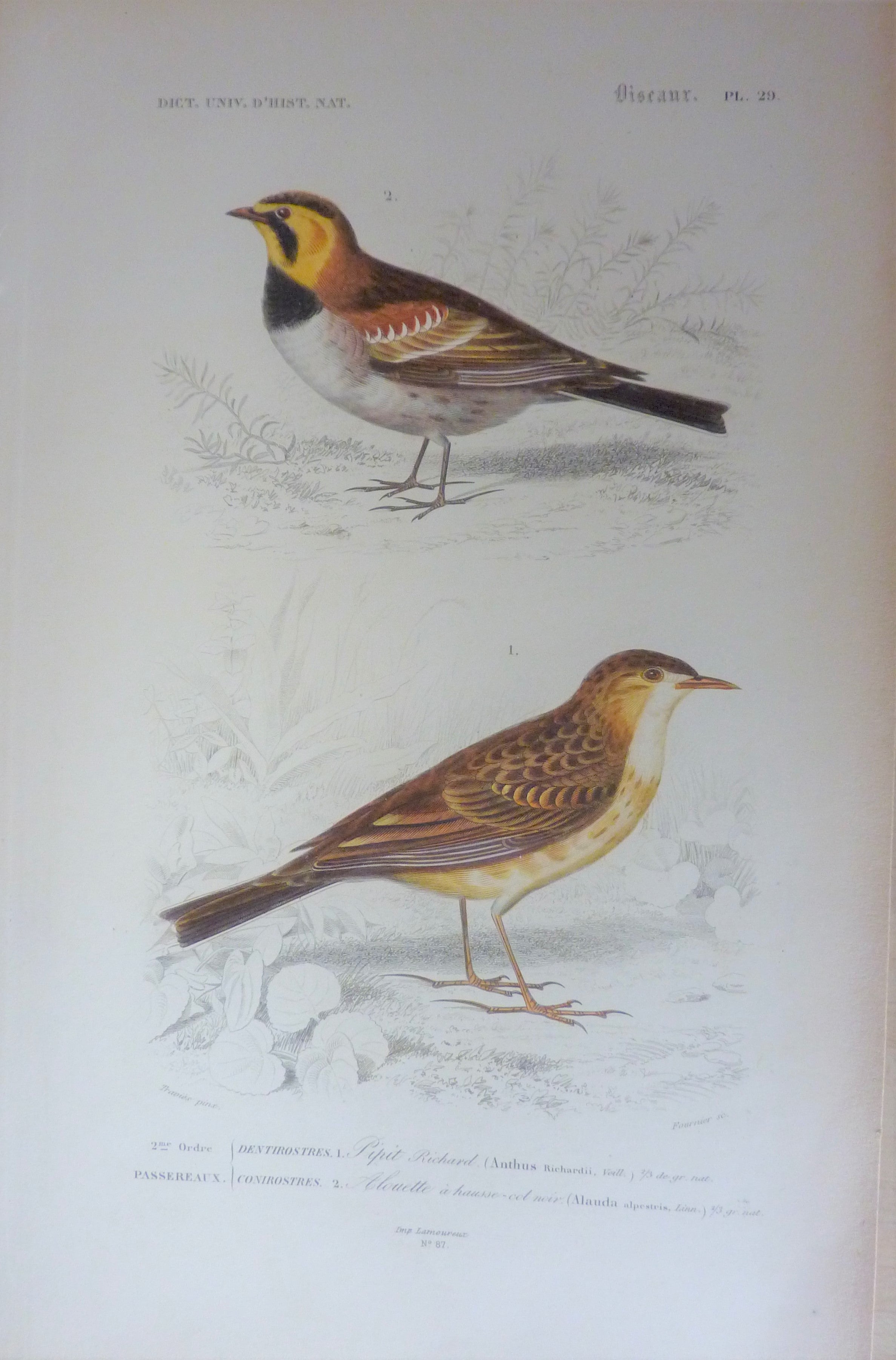 Oiseaux 1) pipit Richard  2) Alouette à haut col noir planche N° 29