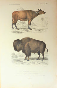 1) Bœuf Brachycère    2) Bison  Planche N° 14 A   occasion