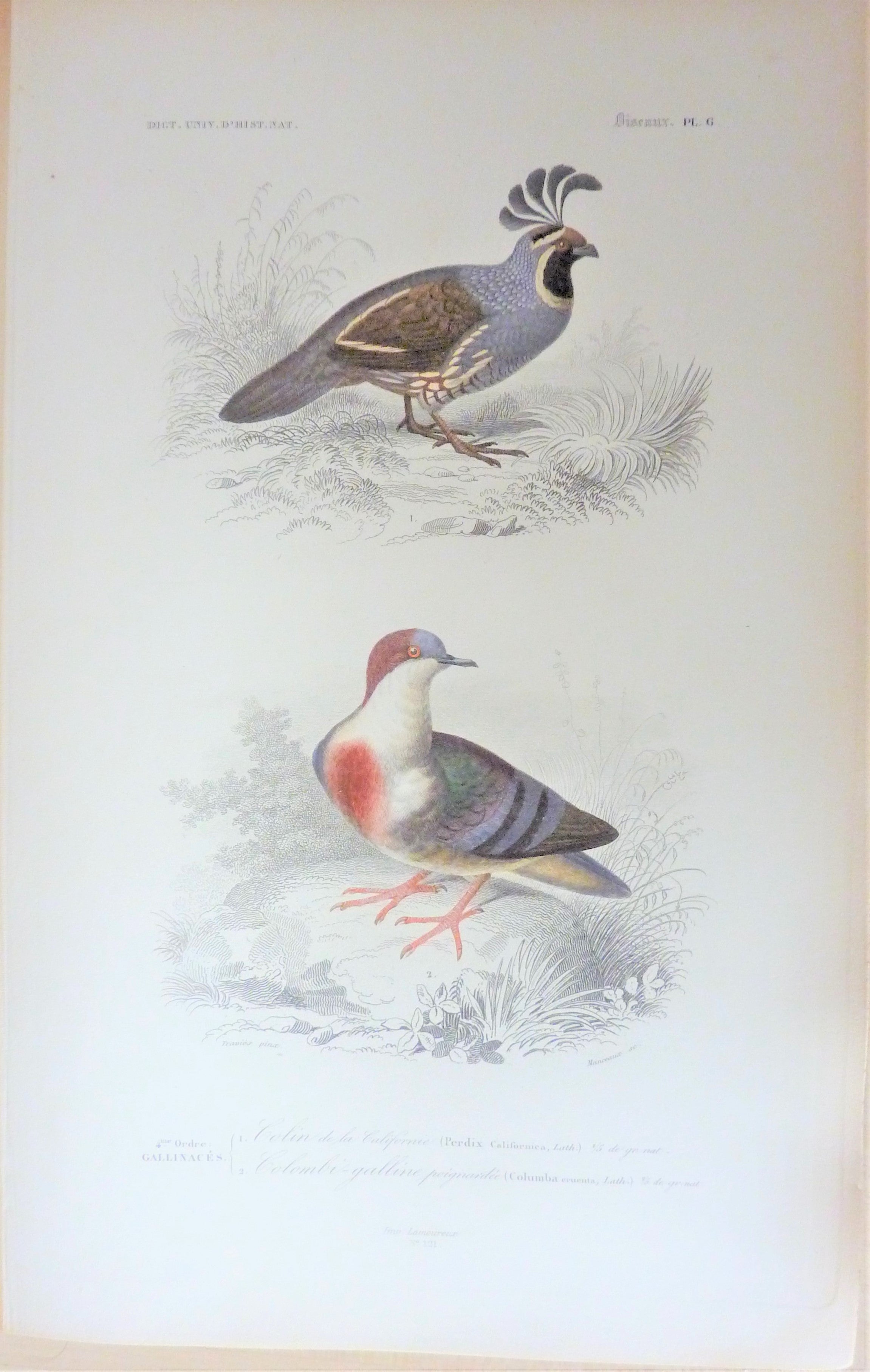 Oiseaux  1) Colin de la Californie   2) Colombie-Galline  planche N° 6