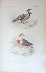 Oiseaux  1) Colin de la Californie   2) Colombie-Galline  planche N° 6