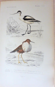 Oiseaux  1) Combattant ordinaire  2) Récurvirostre Avocette  Planche N° 56