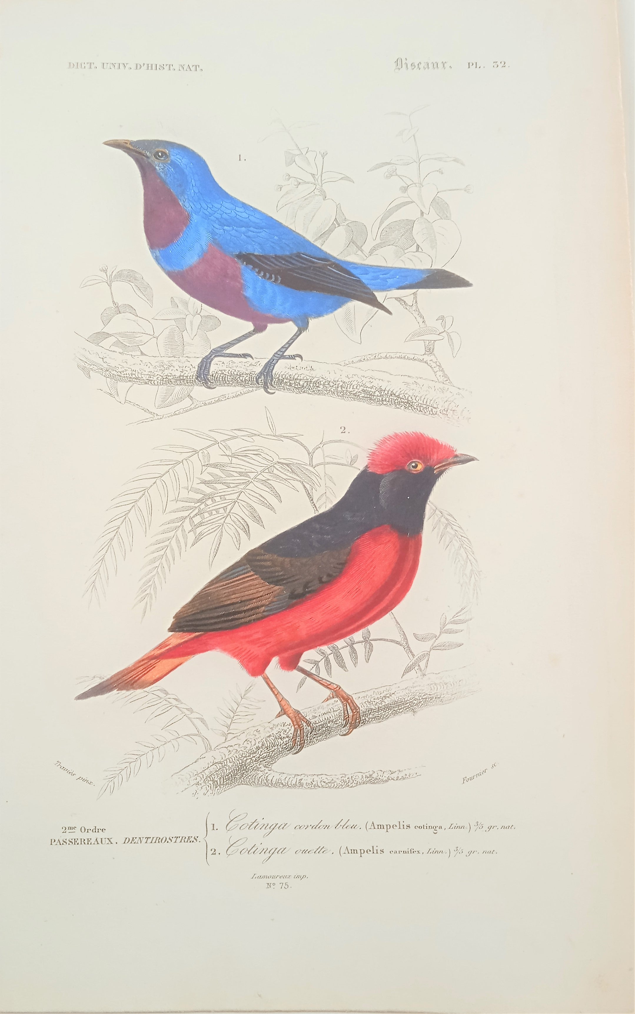 Oiseaux  1) Cotinga bleu  2) Cotinga  ouette planche N° 32