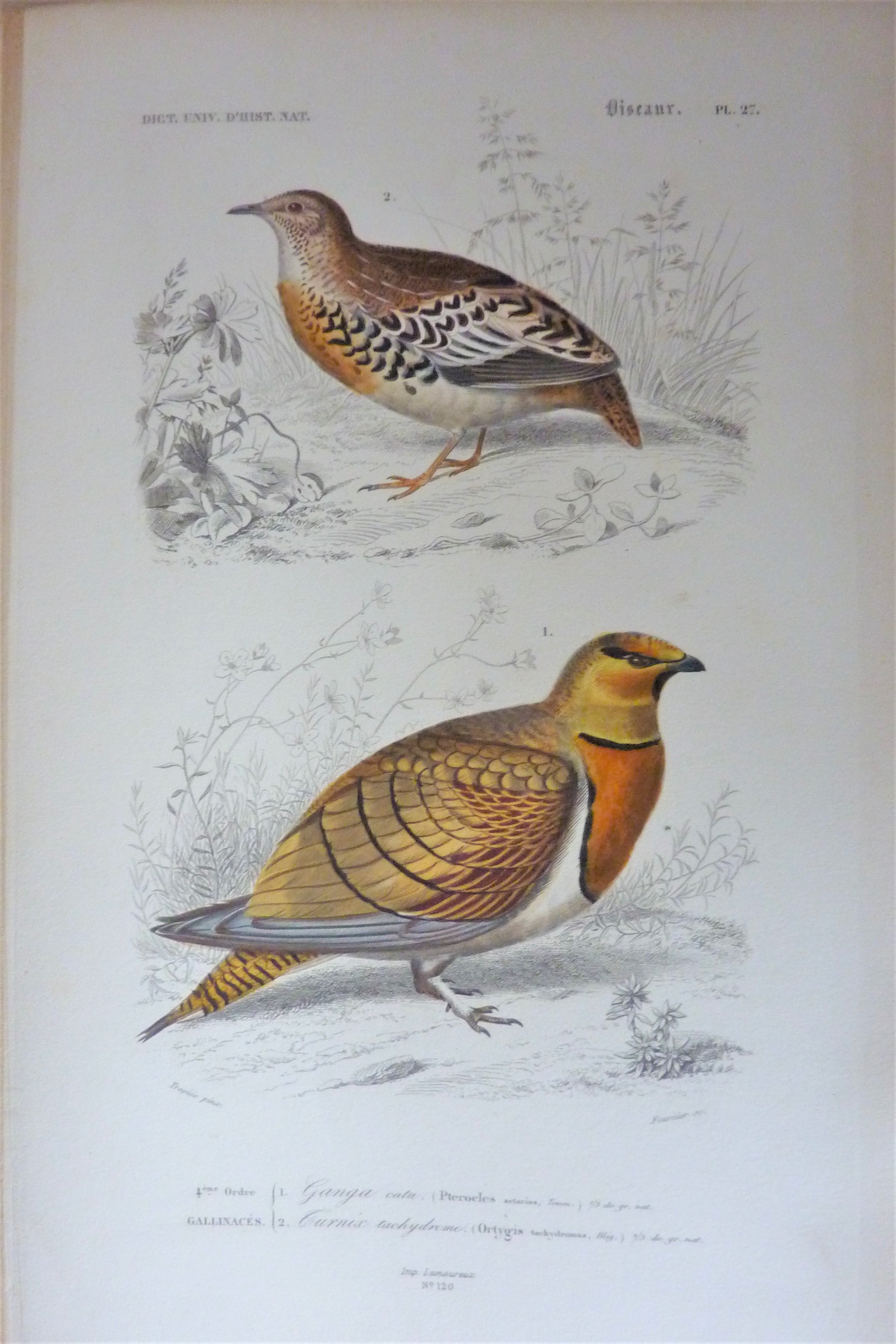 Oiseaux 1) Ganga Cata  2) Turnix tachydrome  planche N° 27