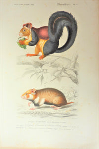 1)Grand écureuil du Malabar  2) Hamster ordinaire  Planche N° 9   occasion