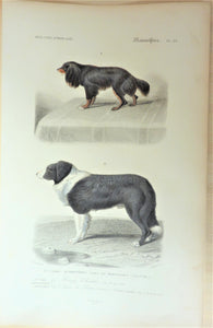 1) King Charles  ) Chien de Terre-neuve  Planche N° 29  V