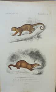 1) Kinkajou  2) Loutre  Planche N° 7    occasion