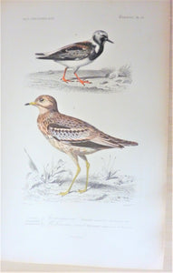 Oiseaux 1) Tournepierre  2) Œdicnème criard  planche N° 56