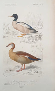 Oiseaux  1) Oie d' Egypte  2)  Marle Vulgaire planche N° 57