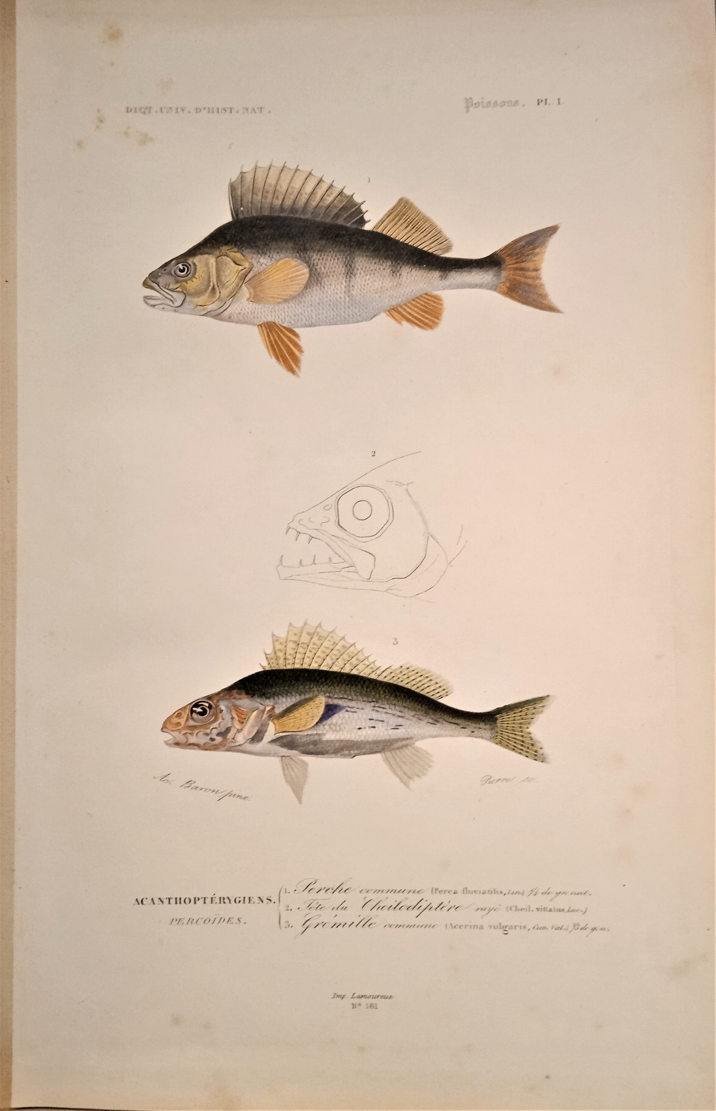 Planche N°  1  Histoire naturelle Poissons