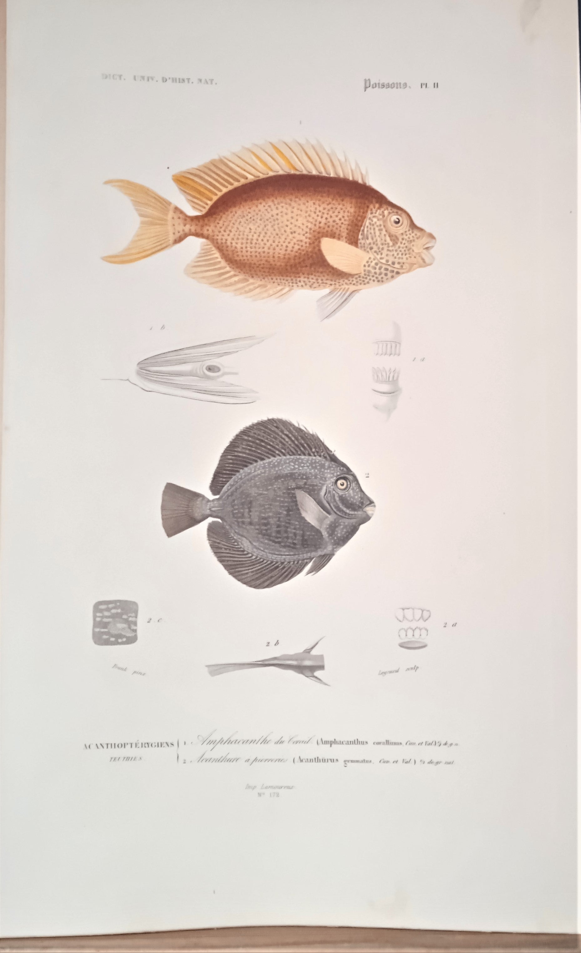 Planche N° 11  Histoire naturelle Poissons