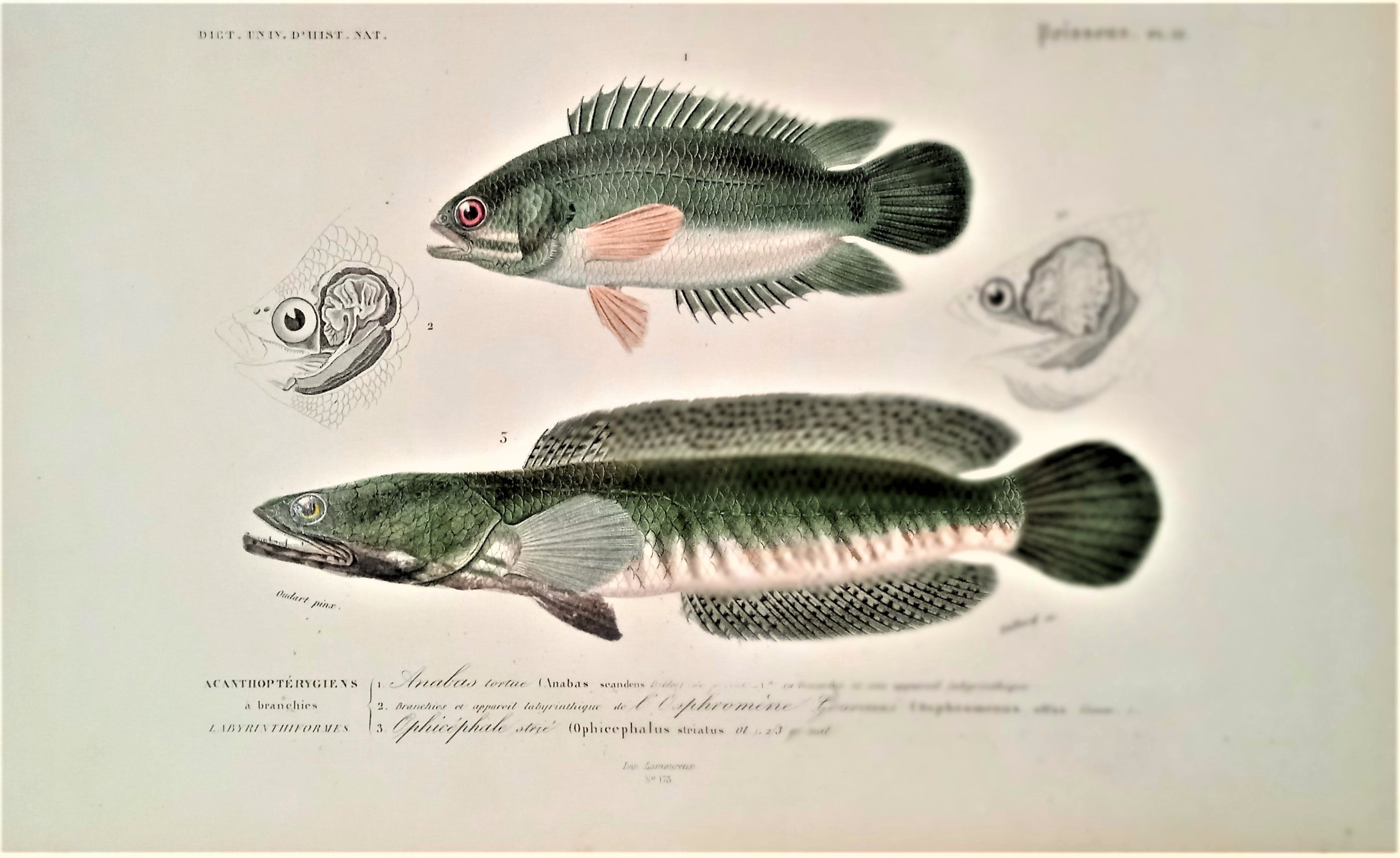 Planche N° 12  Histoire naturelle Poissons