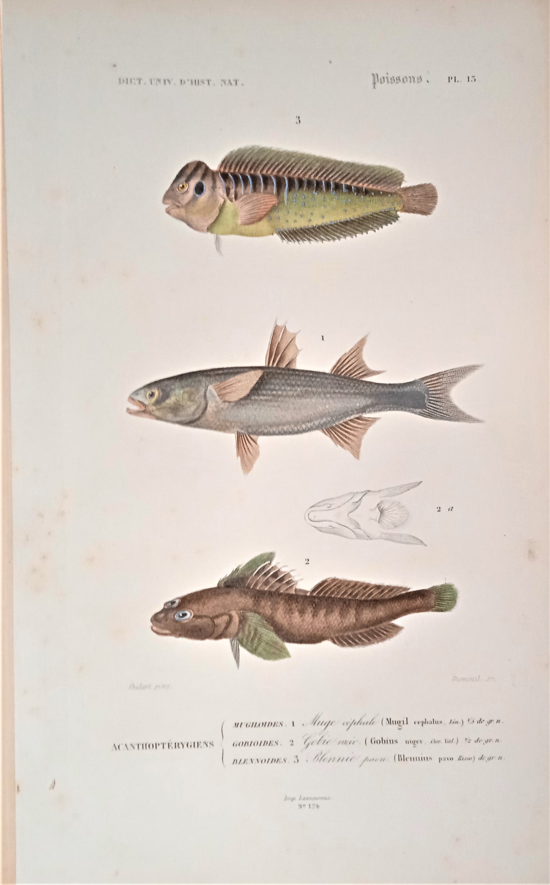 Planche N°  13  Histoire naturelle Poissons