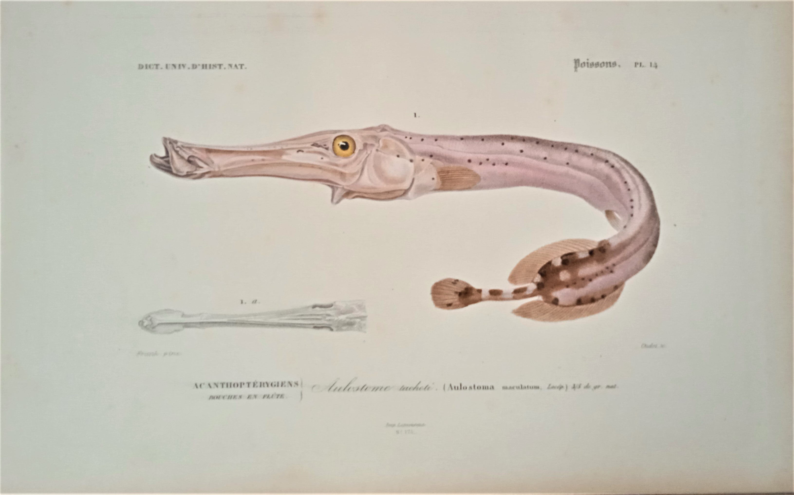 Planche N° 14   Histoire naturelle Poissons