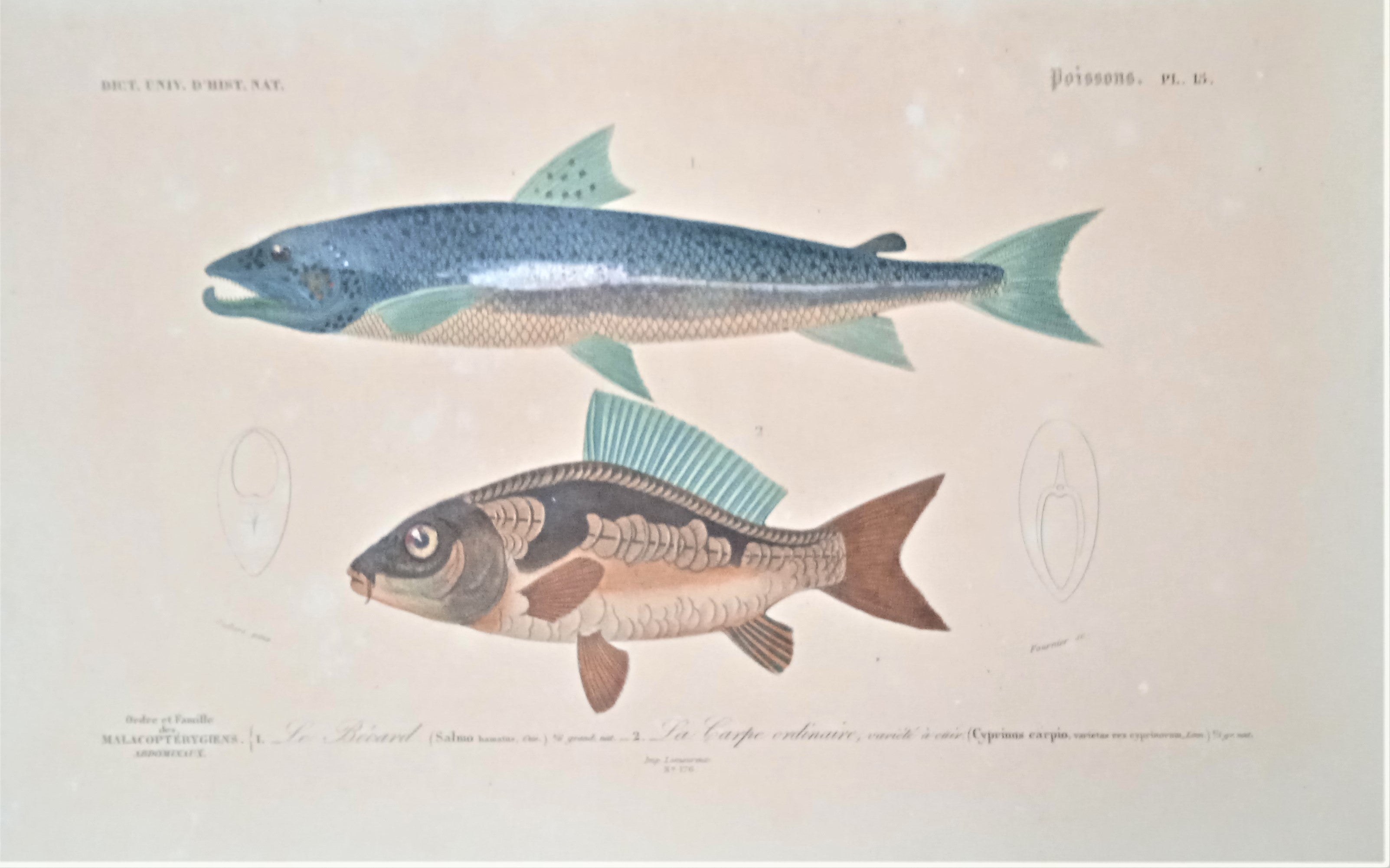 Planche N° 15  Histoire naturelle Poissons