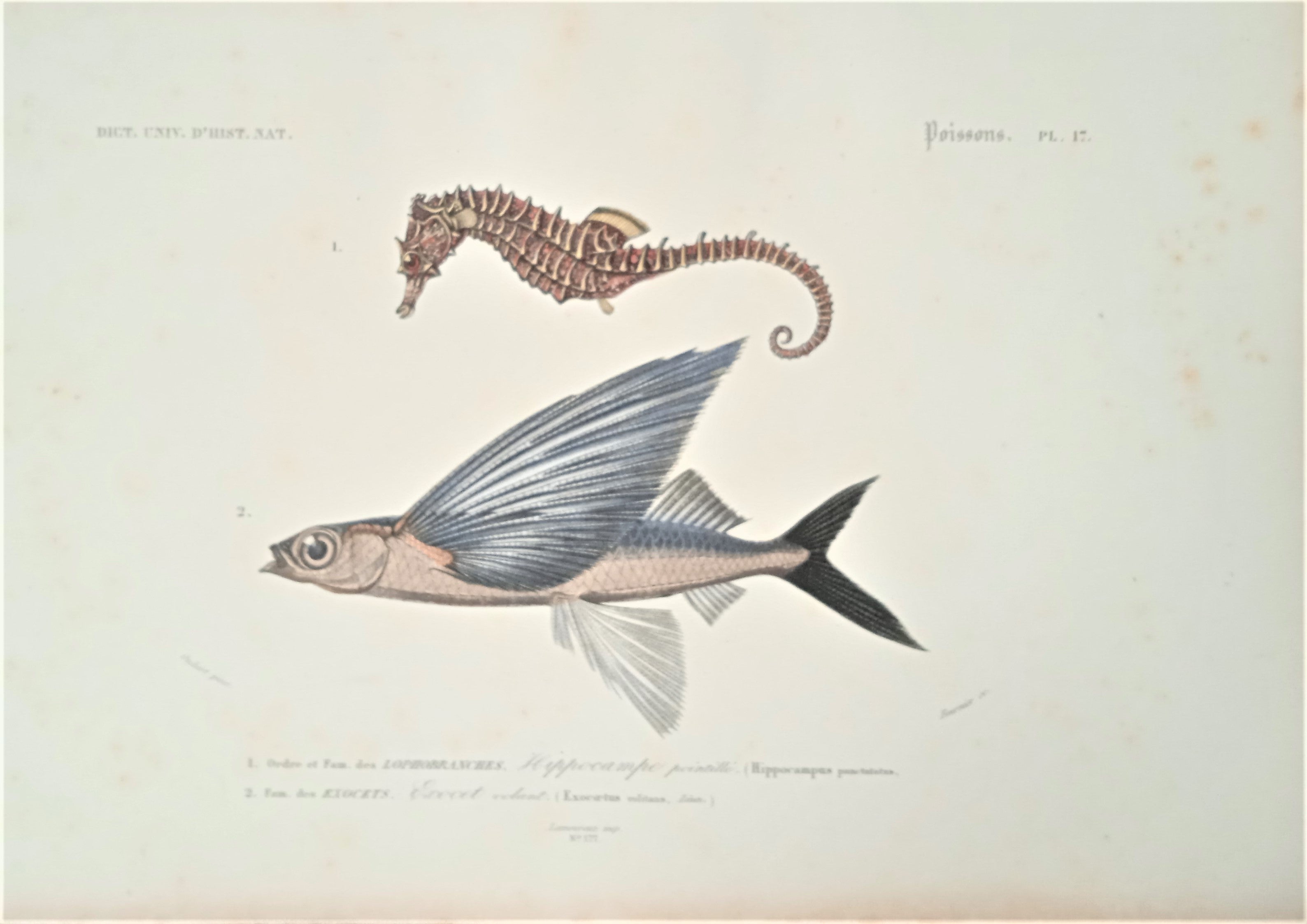 Planche N° 25   Histoire naturelle Poissons