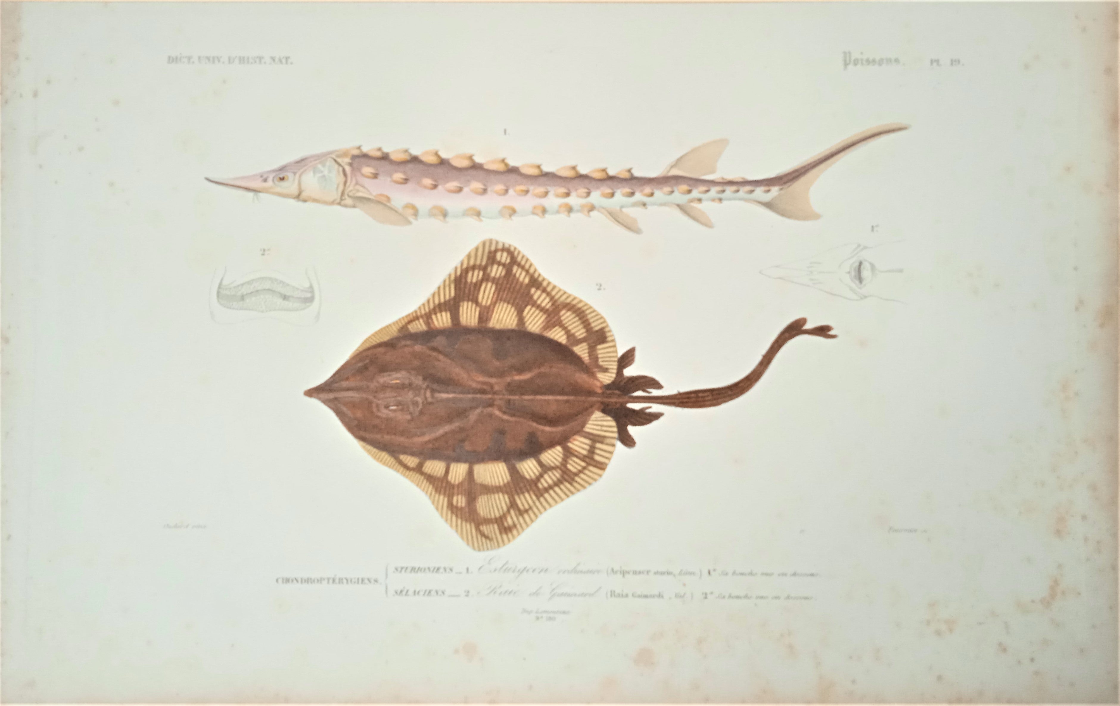 Planche N° 19   Histoire naturelle Poissons