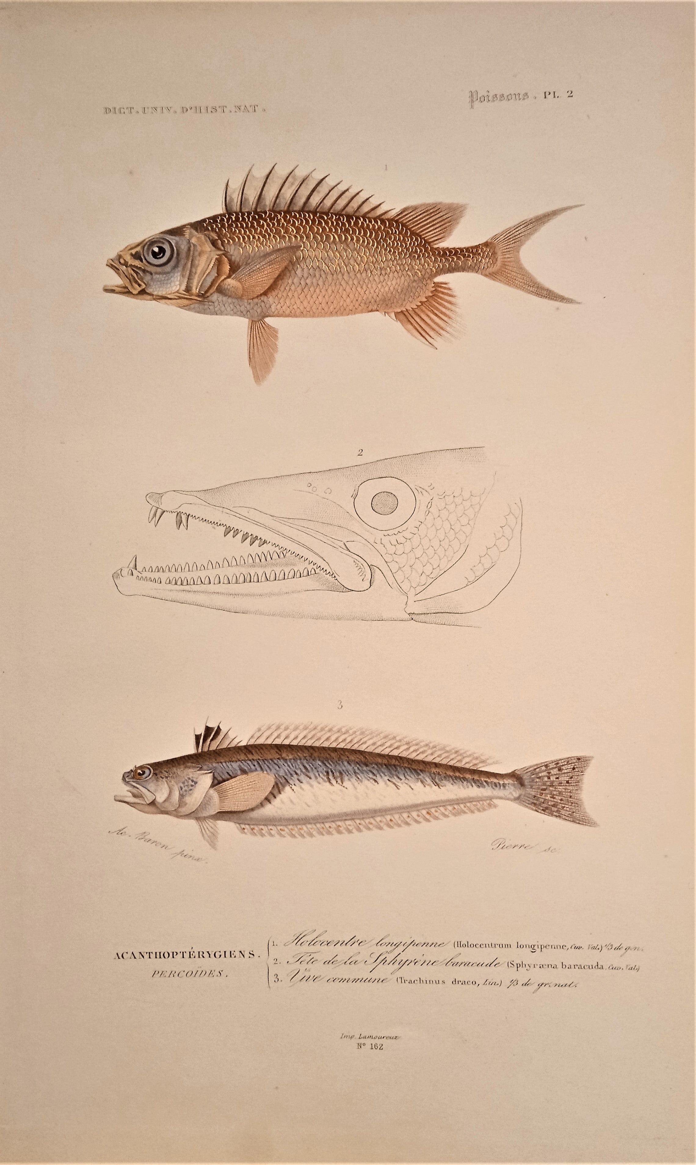 Planche N°2  Histoire naturelle Poissons