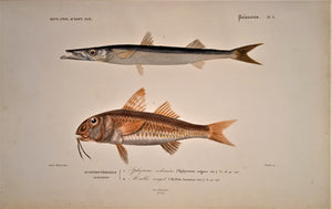 Planche N°  3  Histoire naturelle Poissons