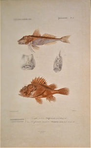 Planche N°  4  Histoire naturelle Poissons