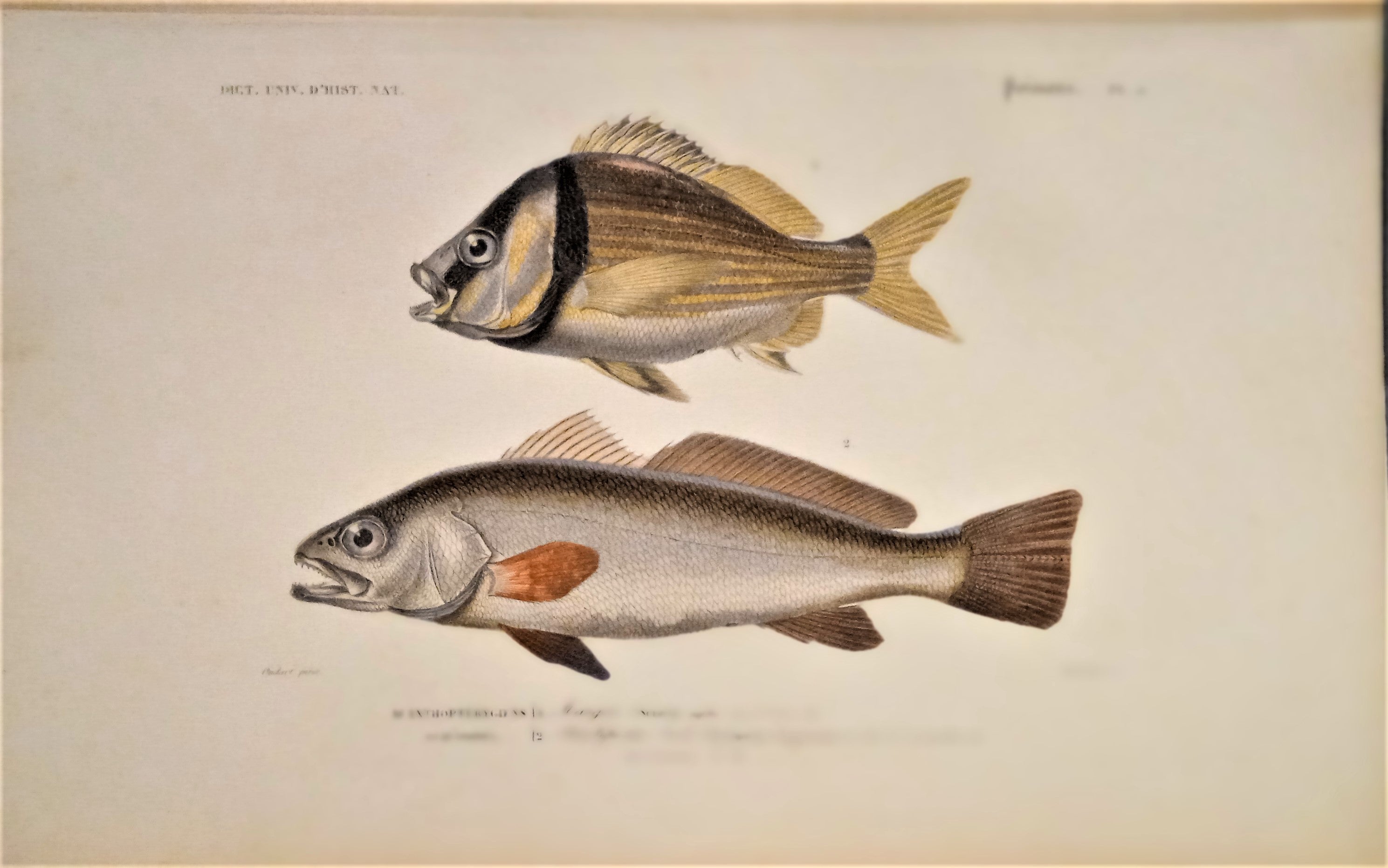 Planche N° 5  Histoire naturelle Poissons