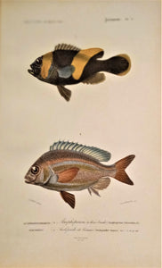 Planche N° 6   Histoire naturelle Poissons